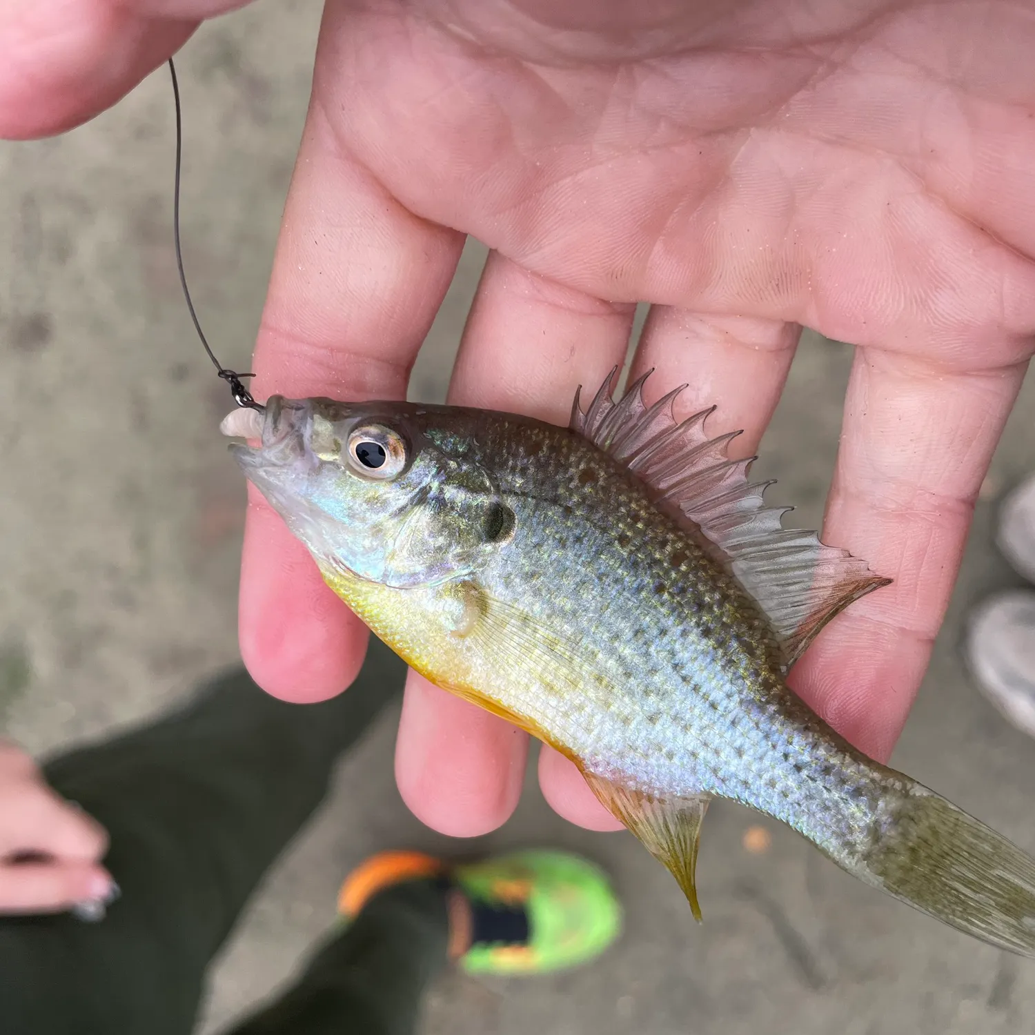 Fish caught on Fishbrain