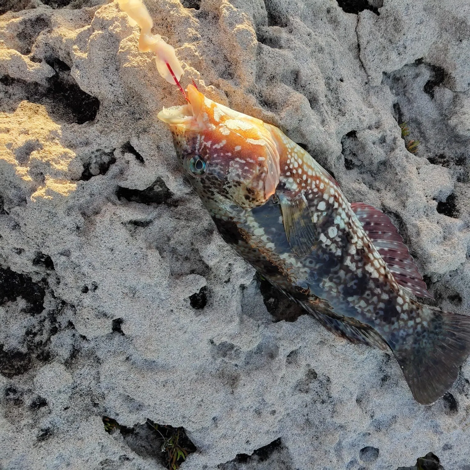 The most recent Brownspotted wrasse catches on Fishbrain