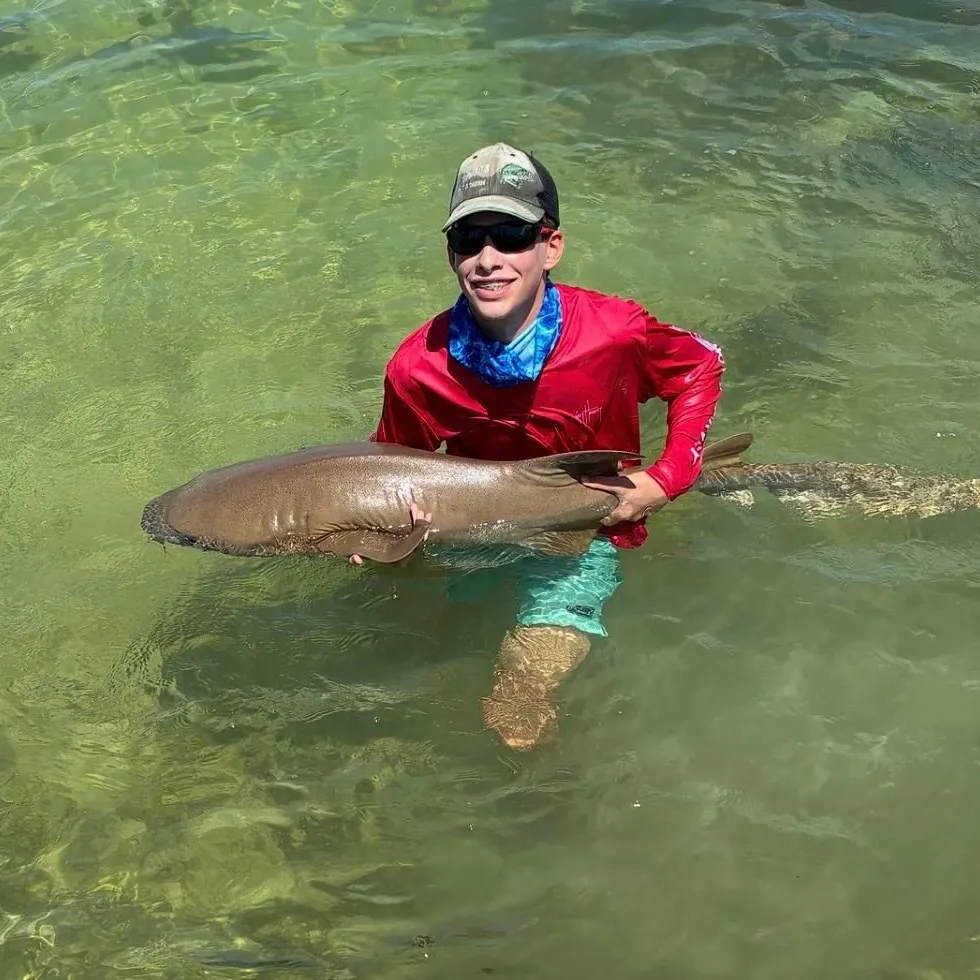 The most recent Nurse shark catches on Fishbrain