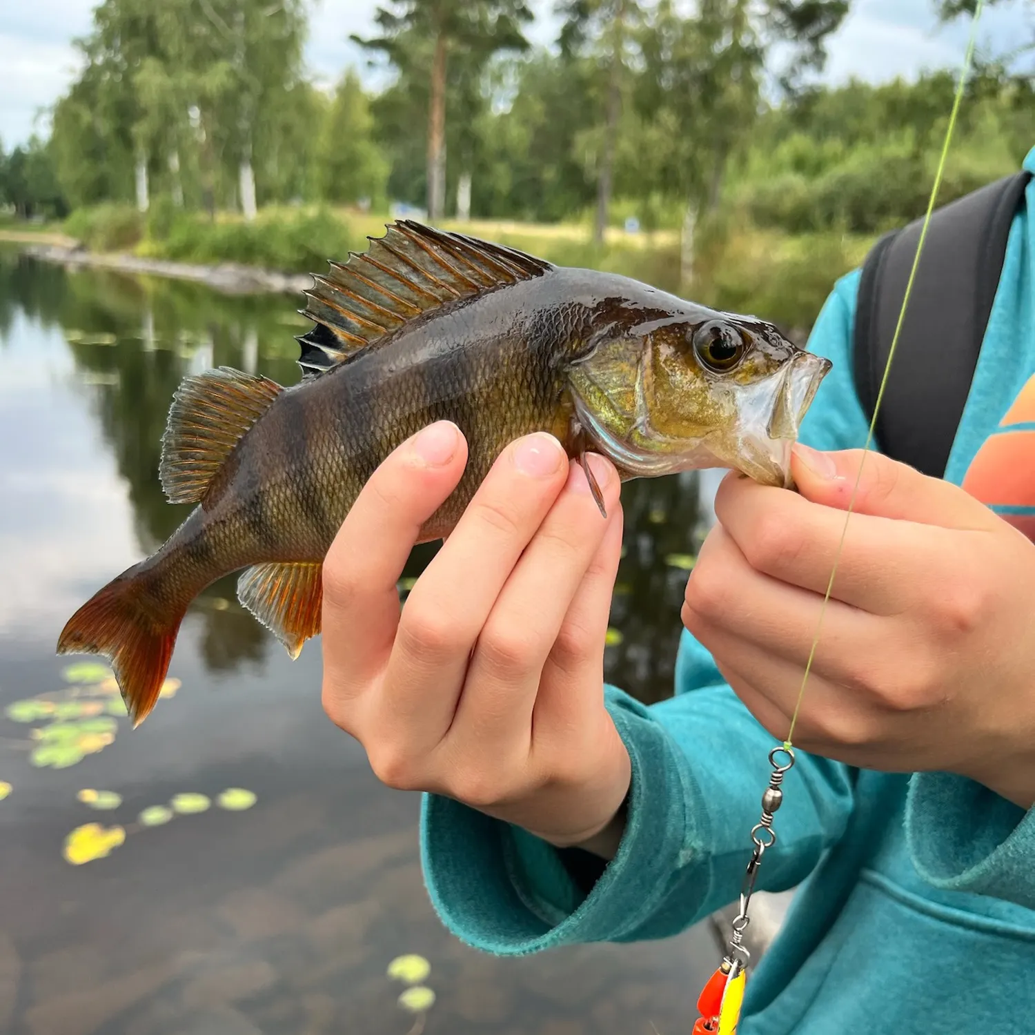 European perch caught on Fishbrain