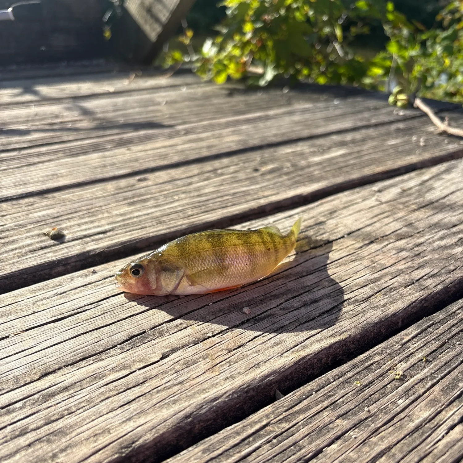 Yellow perch caught on Fishbrain