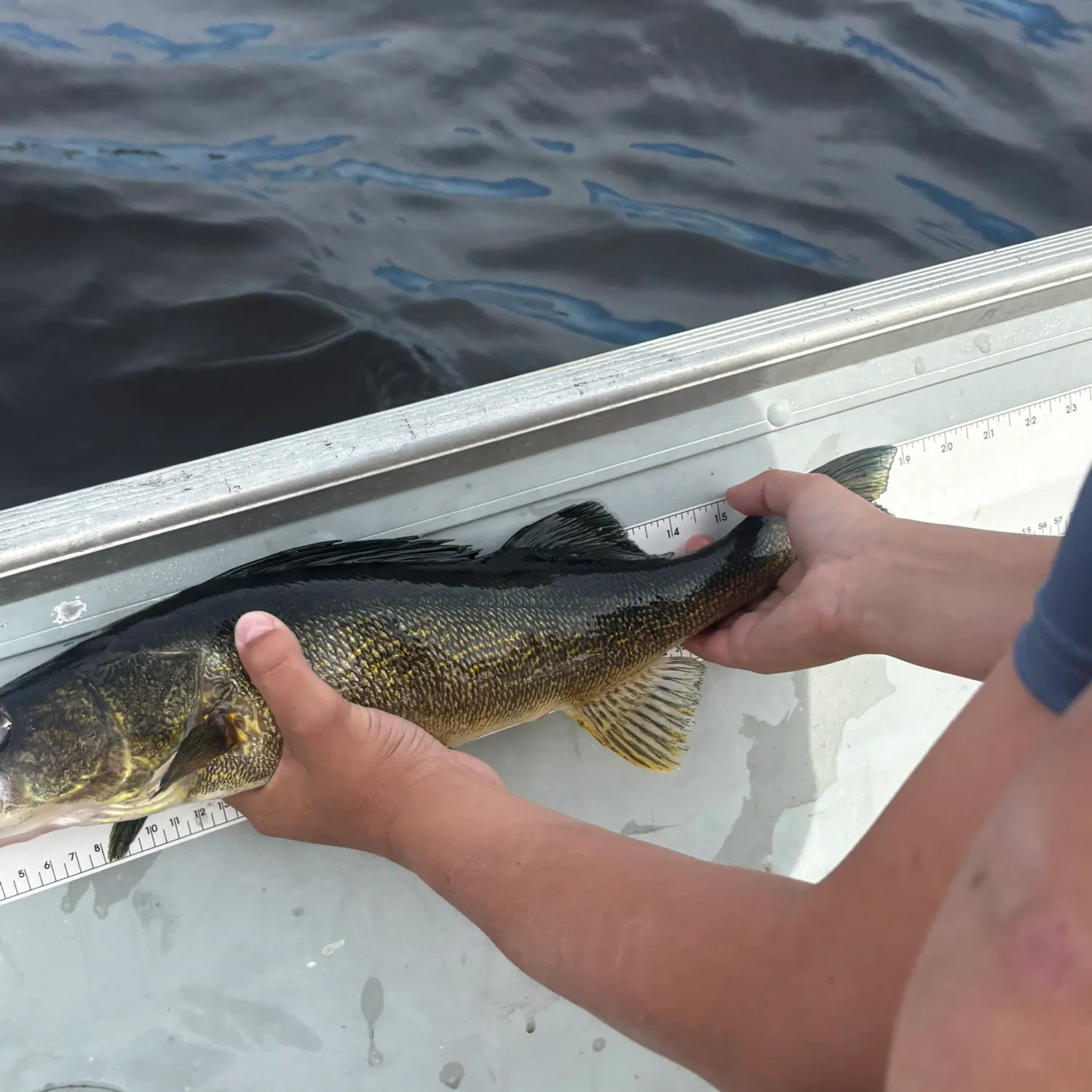 Walleye caught on Fishbrain