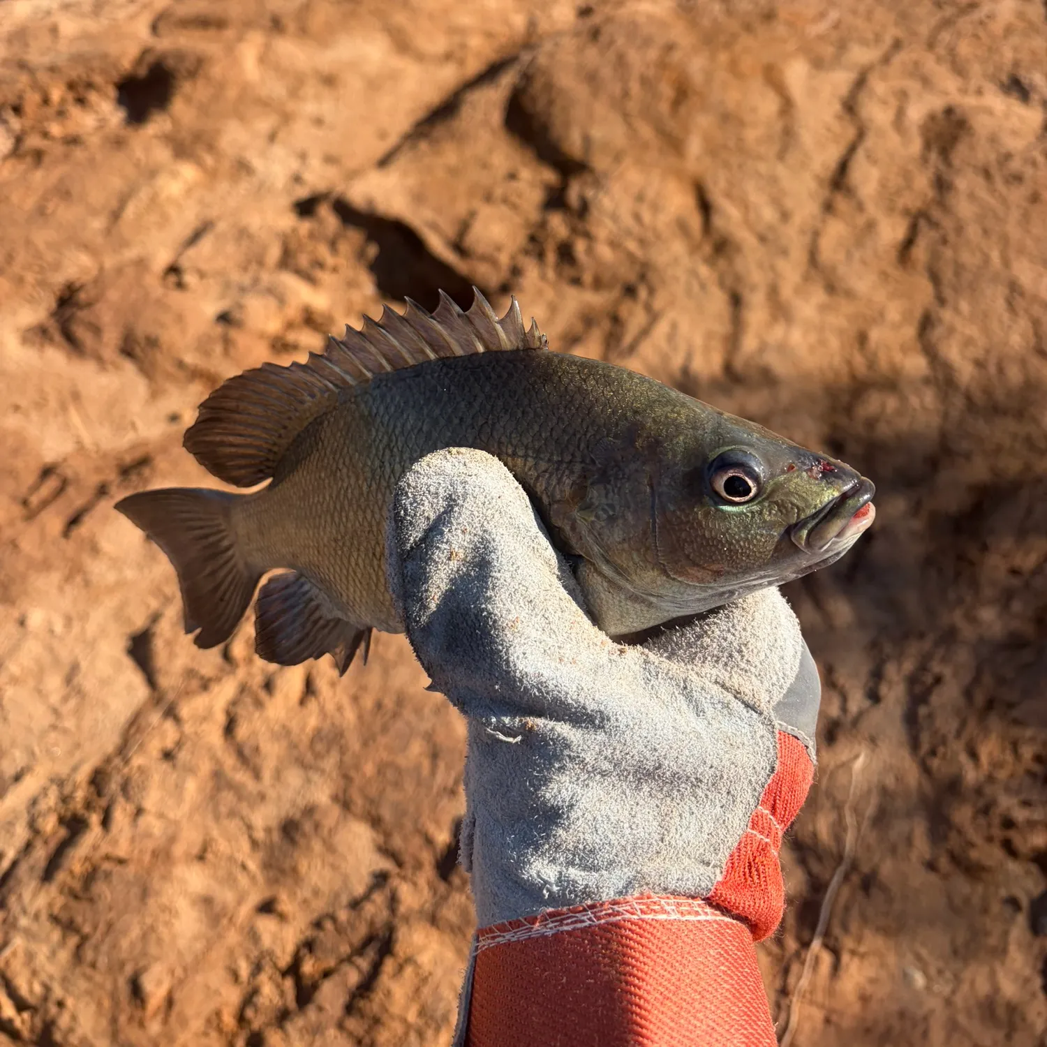 The most recent Sooty grunter catches on Fishbrain