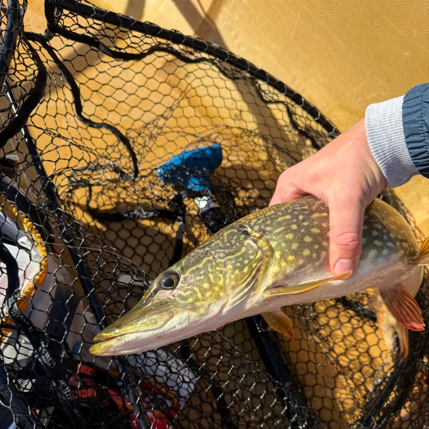 Northern pike caught on Fishbrain