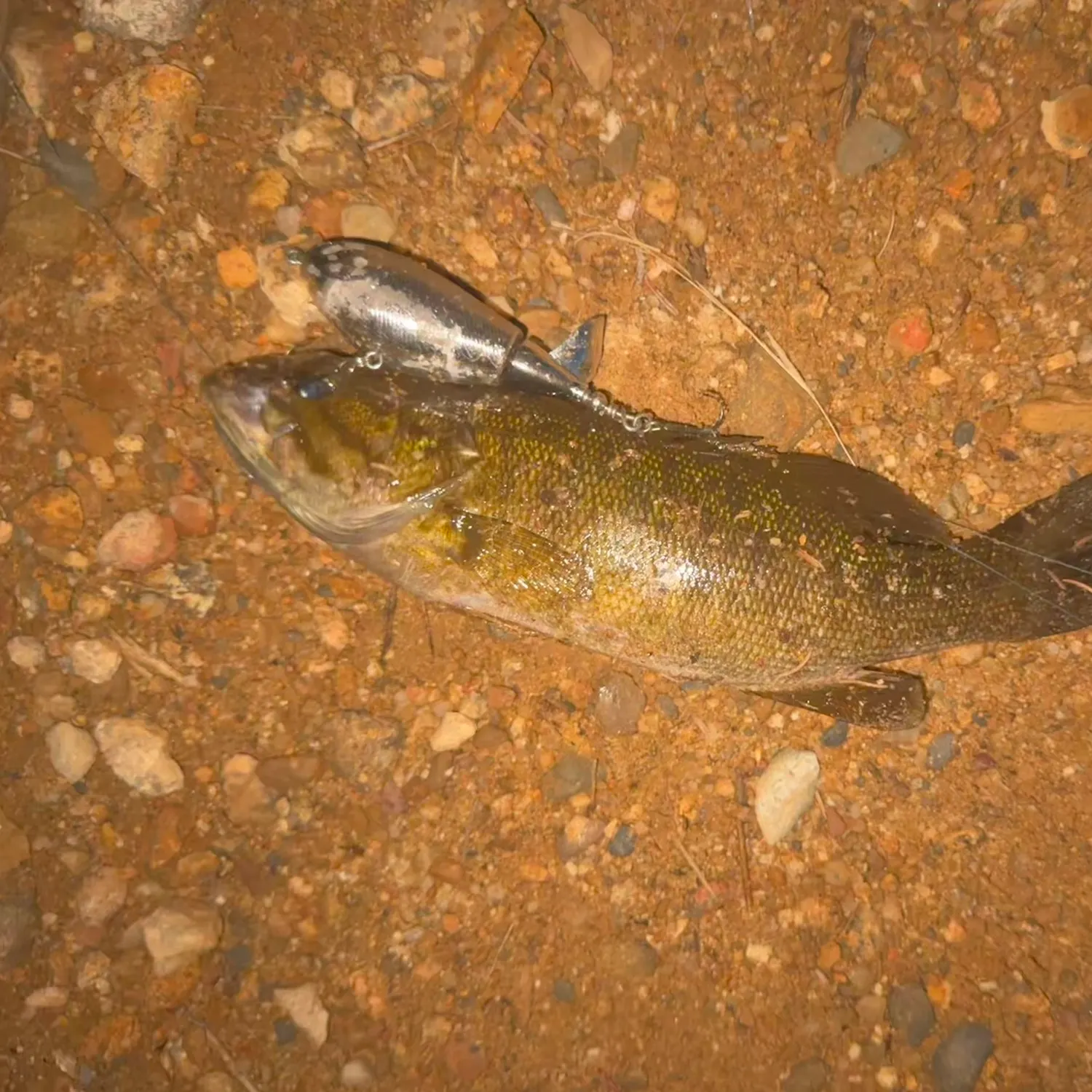Smallmouth bass caught on Fishbrain