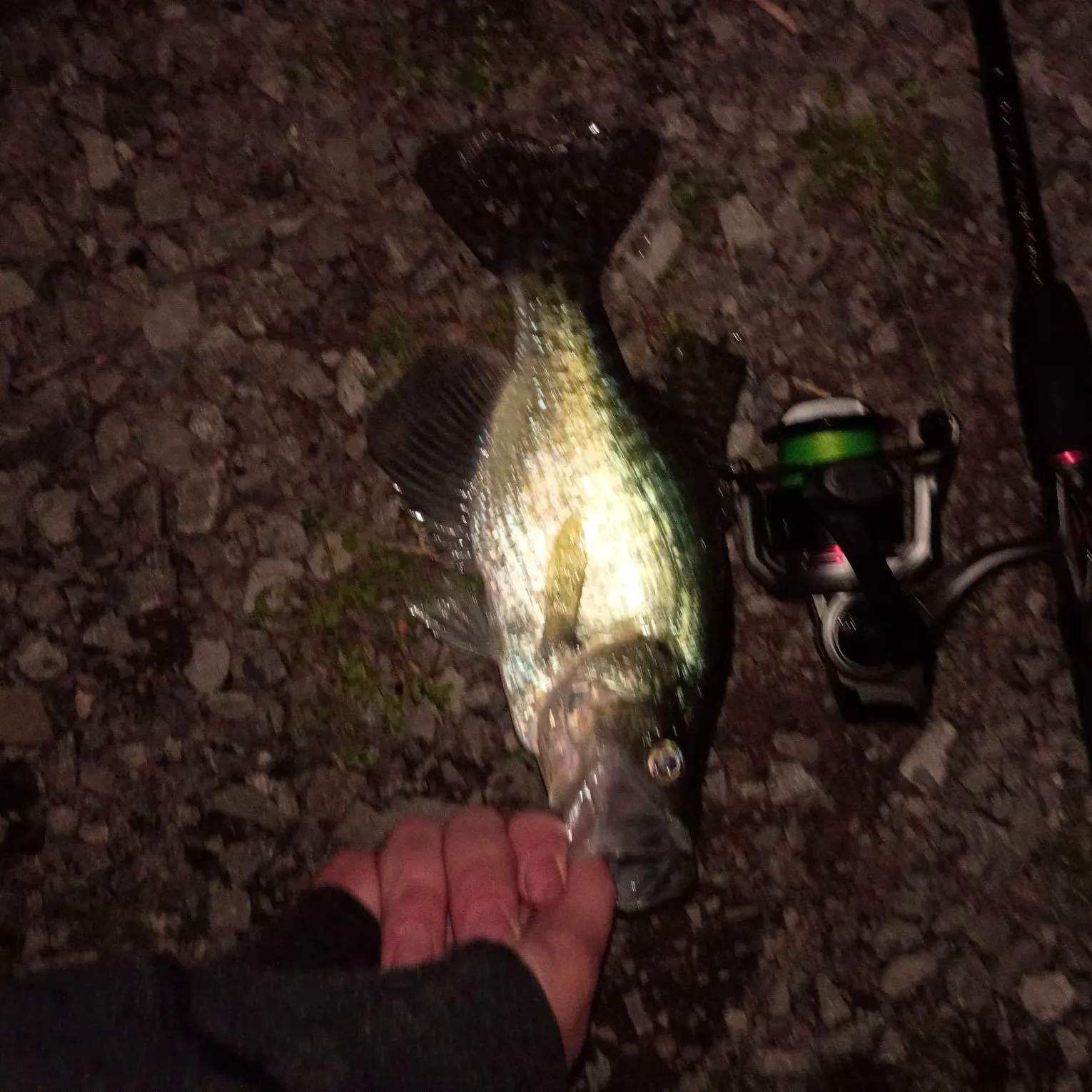 White crappie caught on Fishbrain
