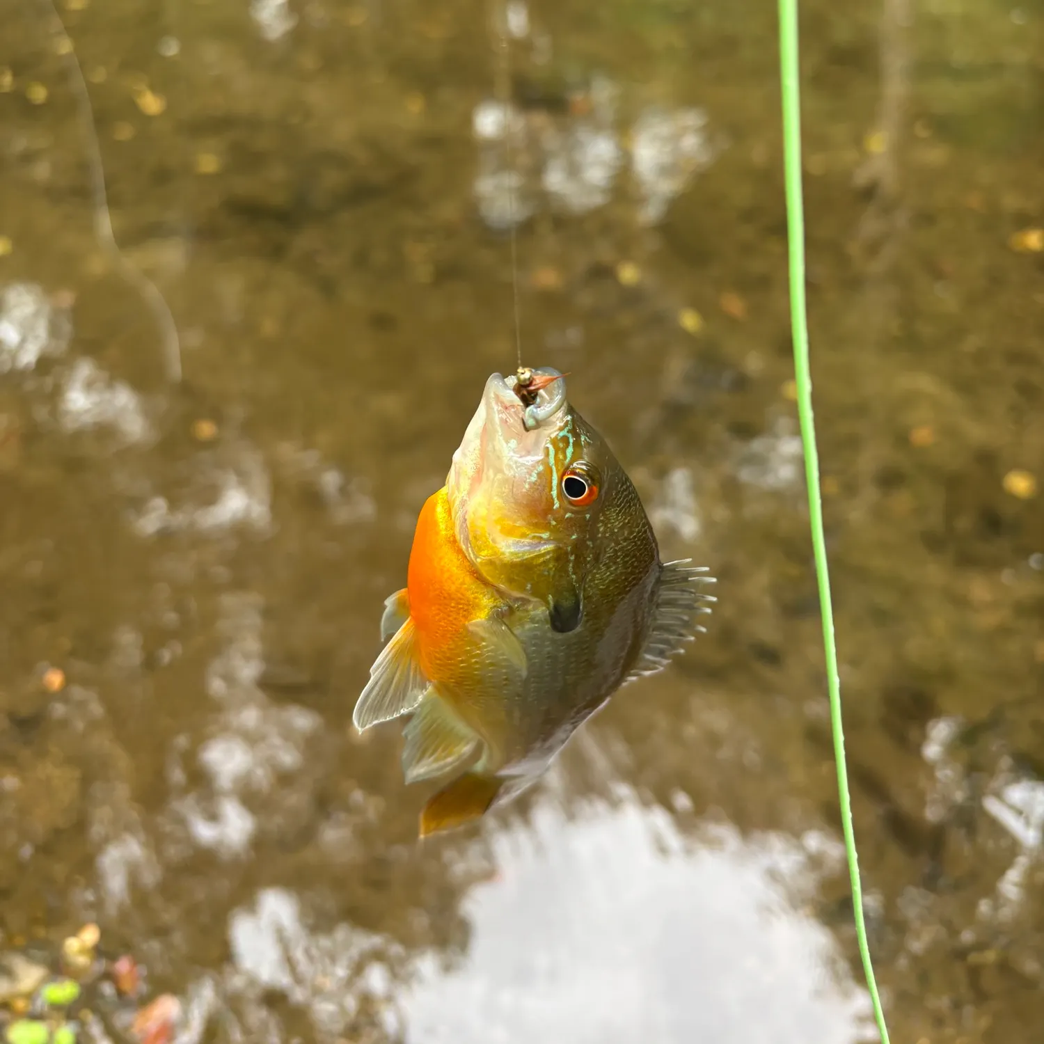 Redbreast sunfish caught on Fishbrain
