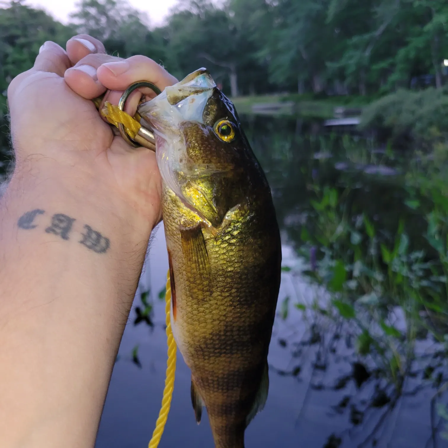 recently logged catches