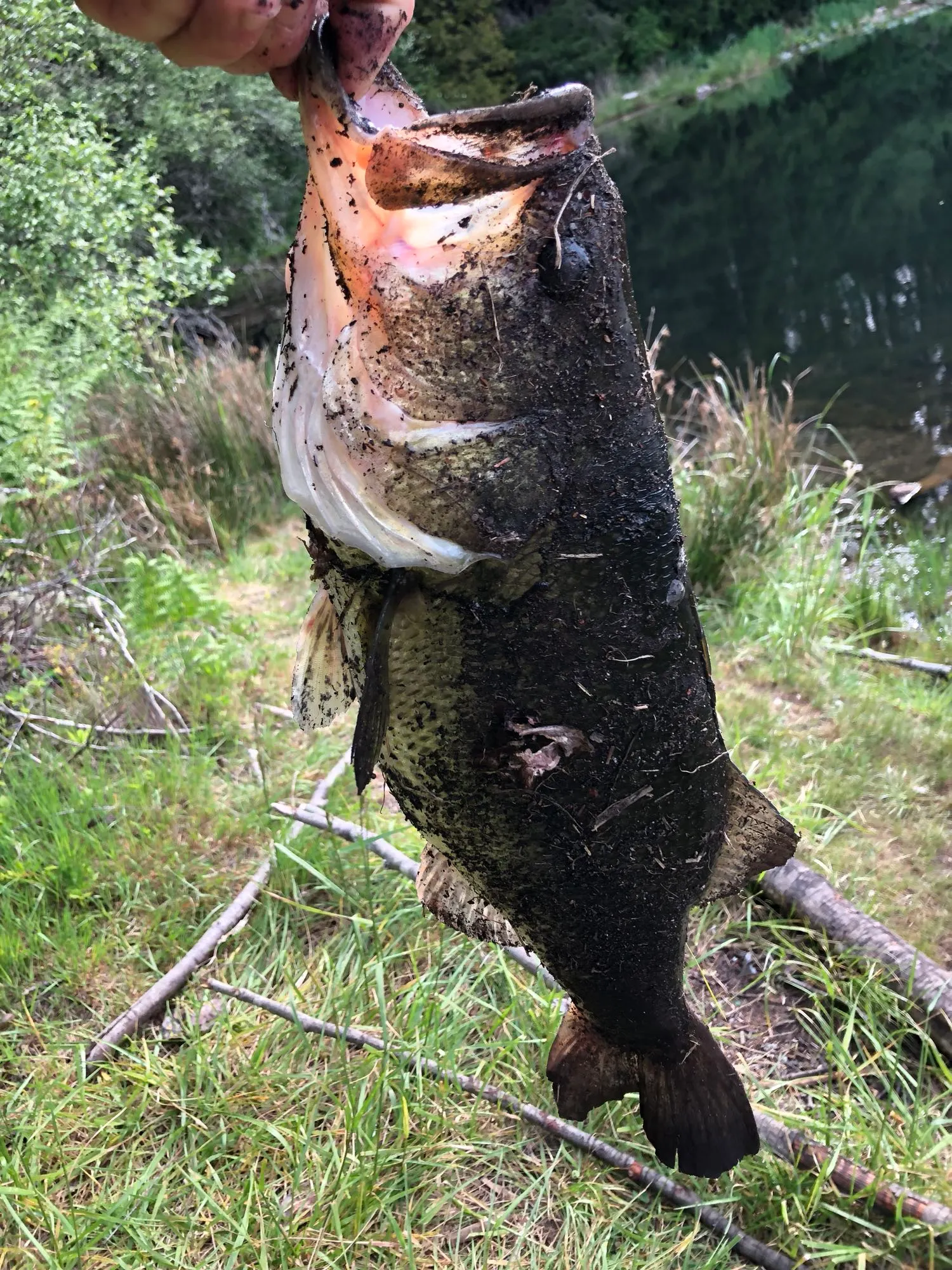 Post image from bbivins3897