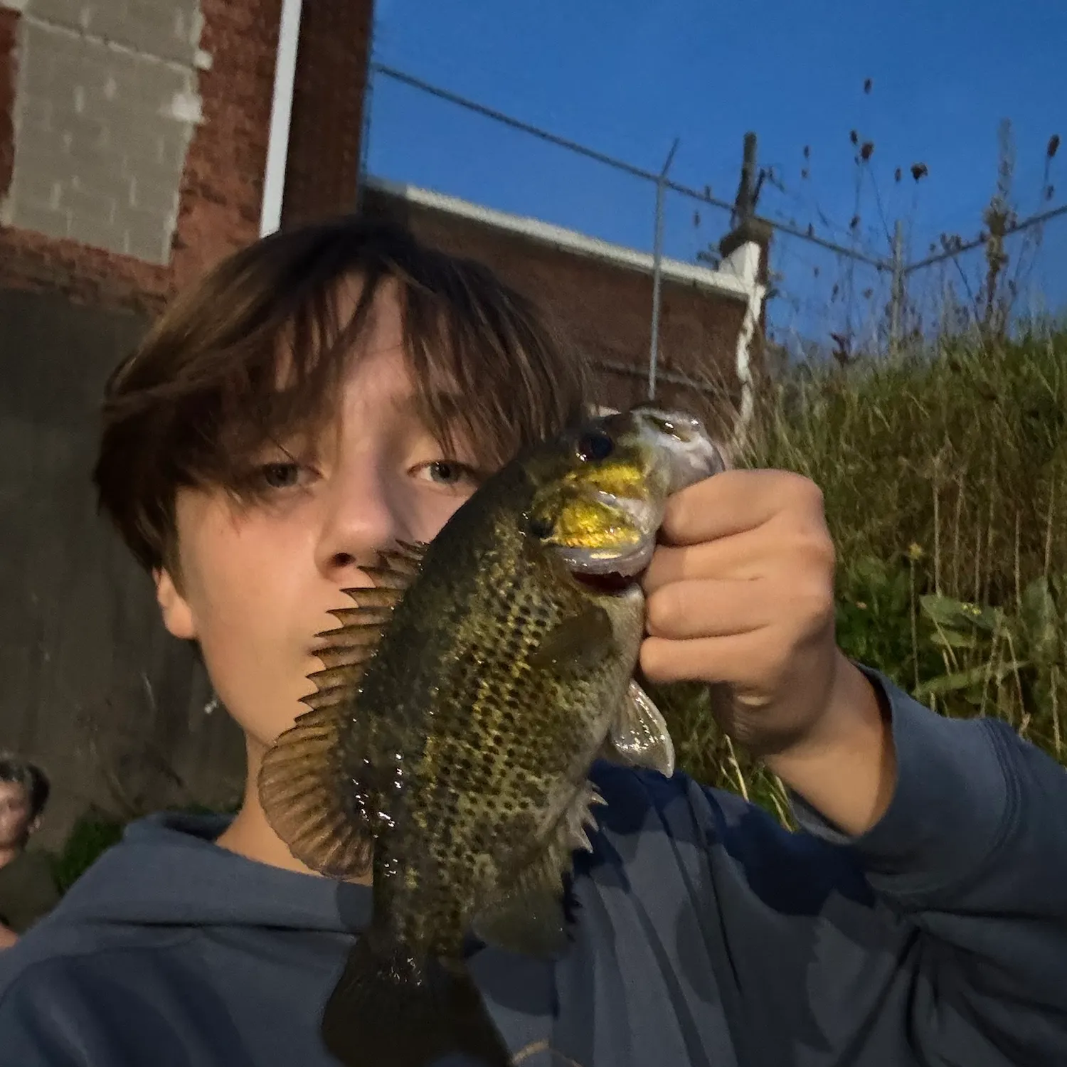 Rock bass caught on Fishbrain