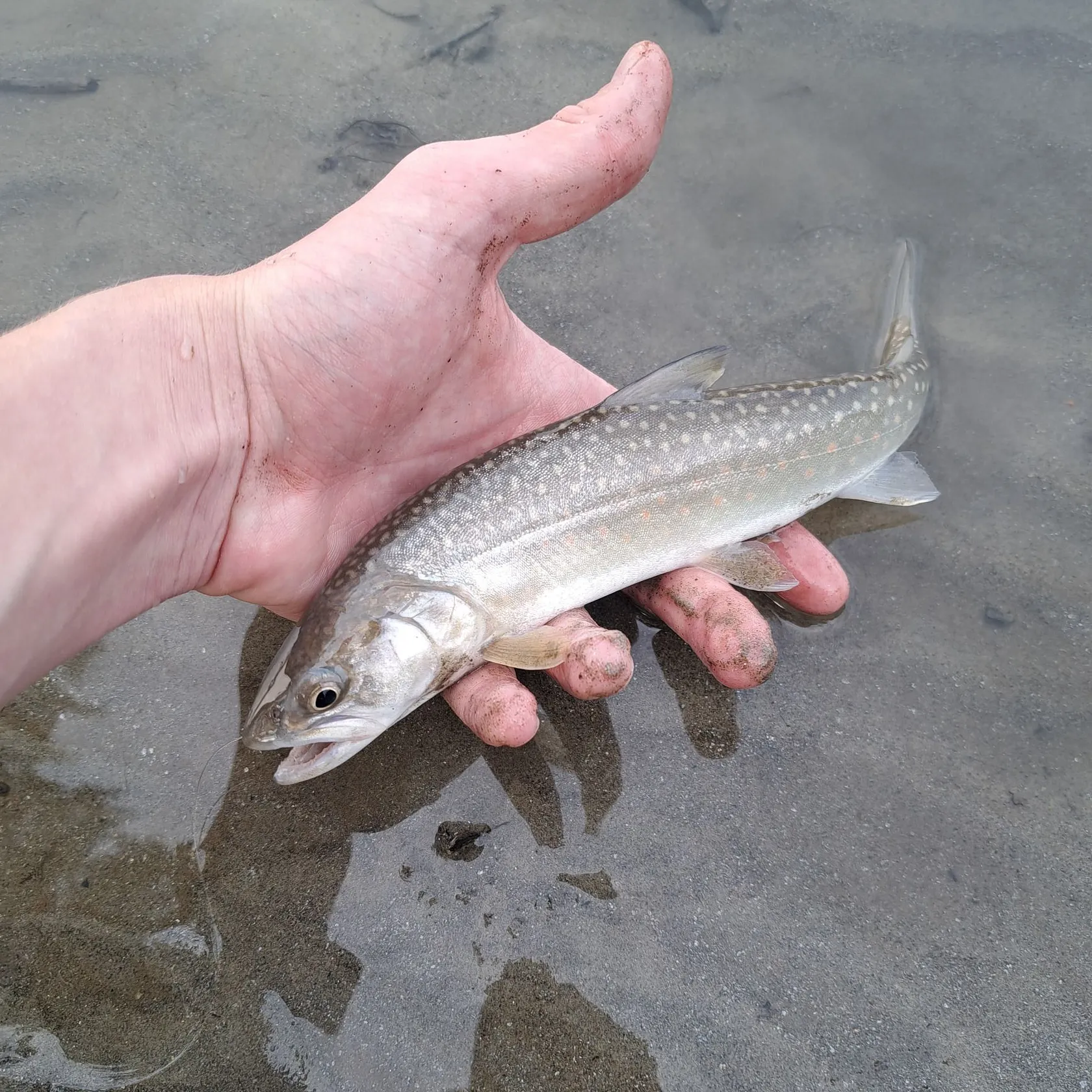 The most recent Dolly varden catches on Fishbrain