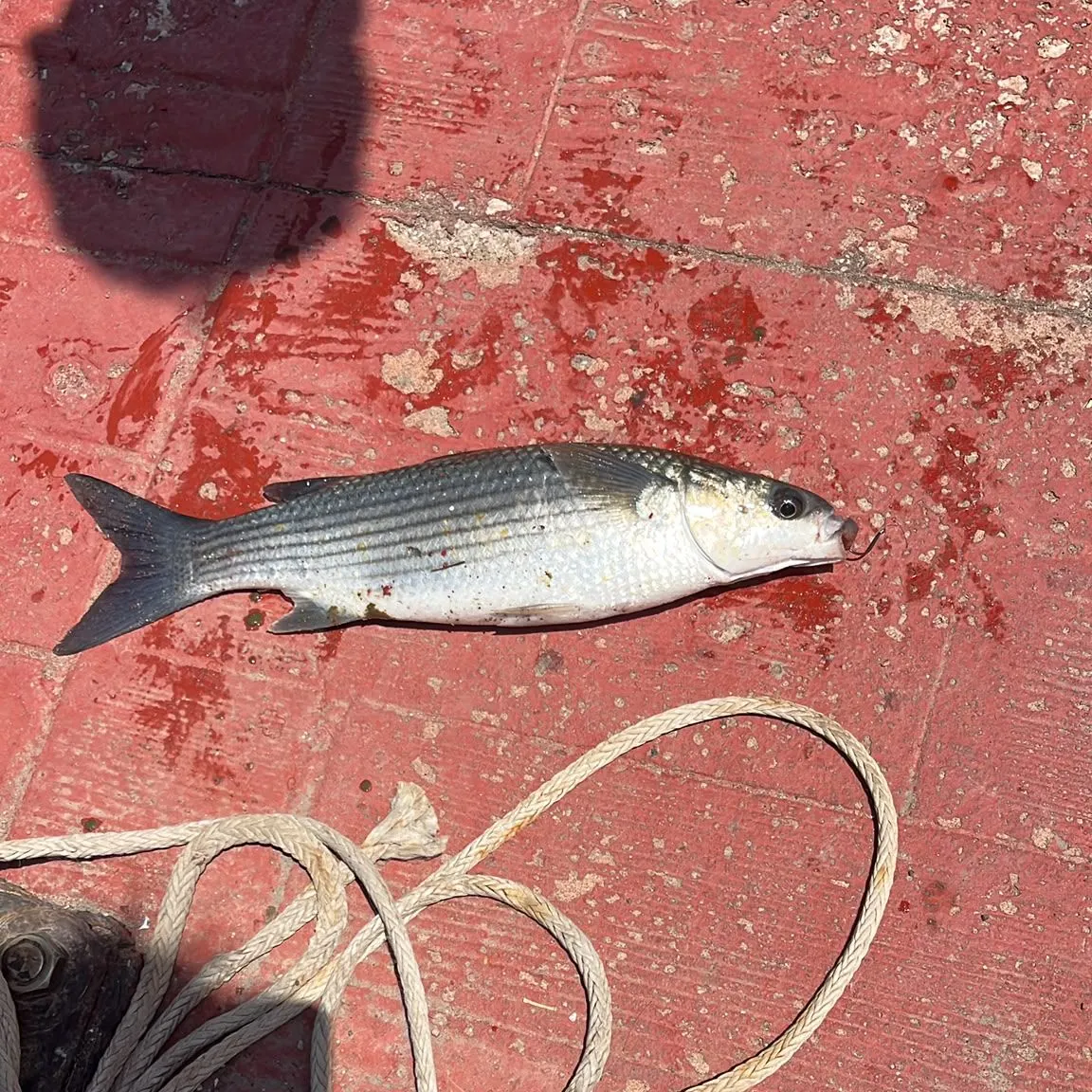 The most recent Thicklip grey mullet catches on Fishbrain