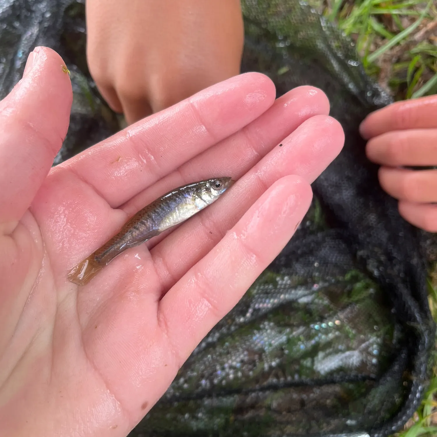 The most recent Banded killifish catches on Fishbrain