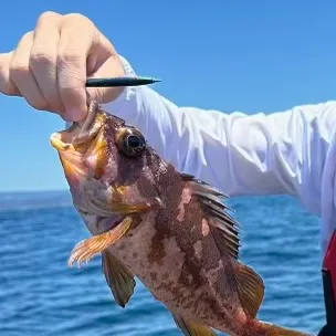 The most recent Gopher rockfish catches on Fishbrain