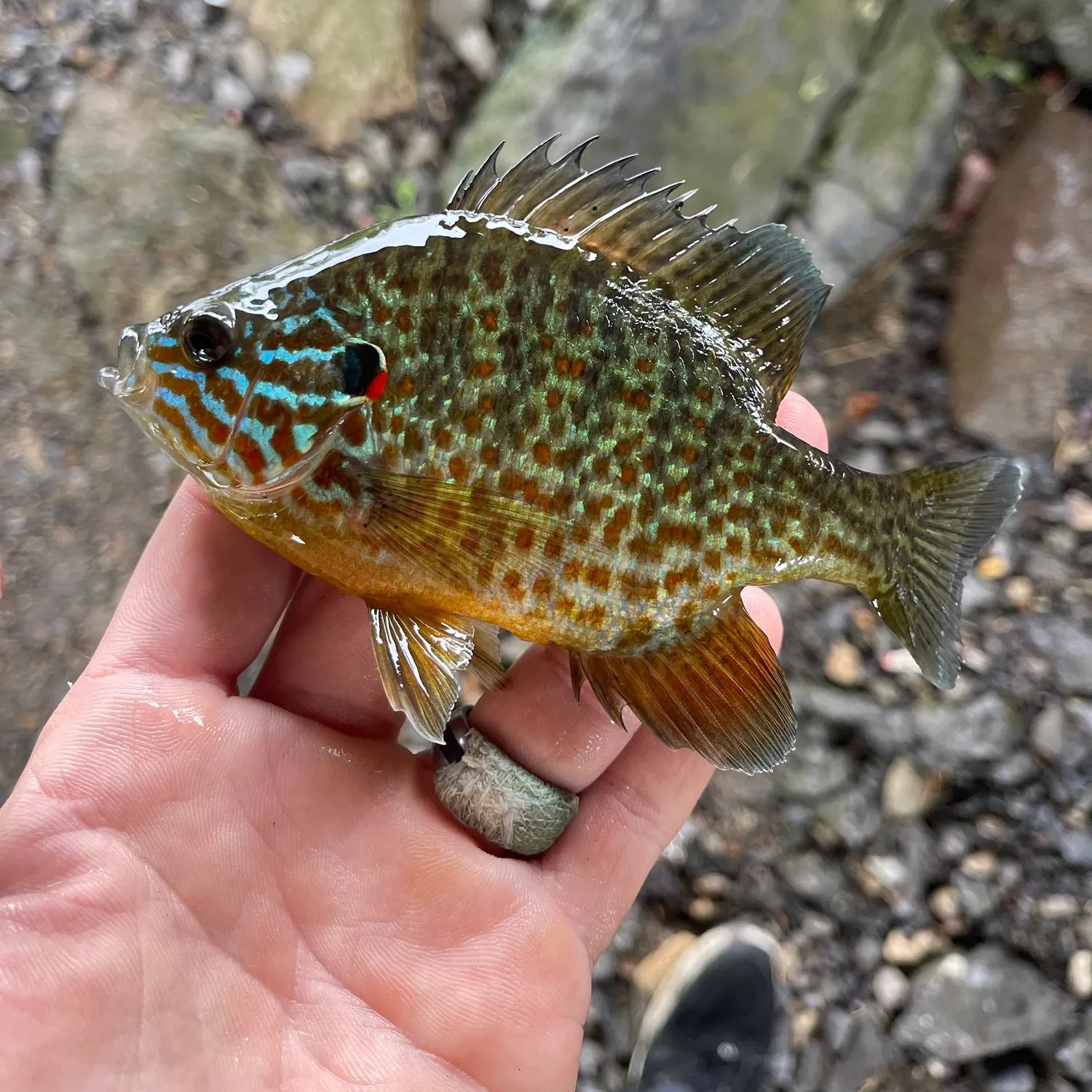 Pumpkinseed caught on Fishbrain