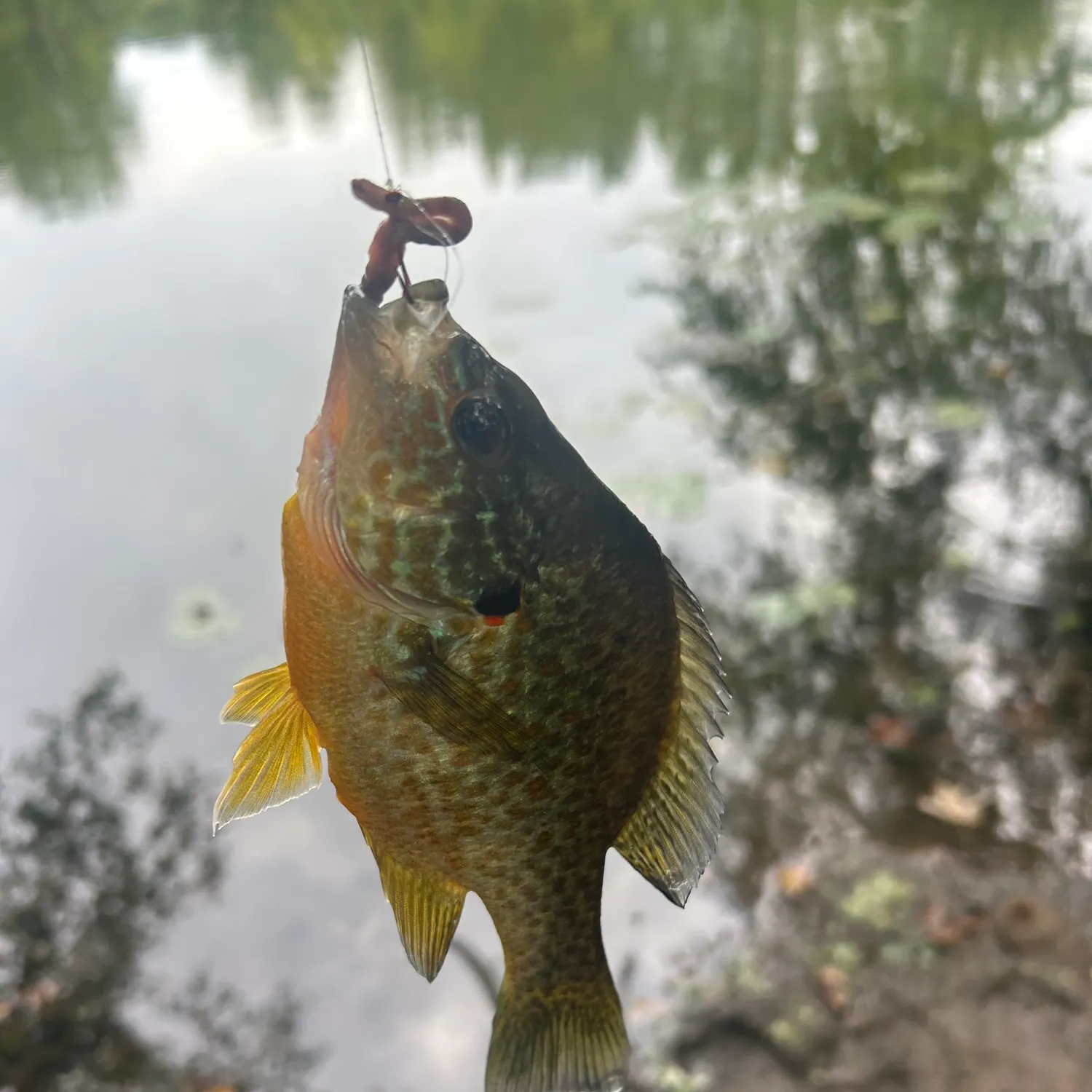 Pumpkinseed caught on Fishbrain
