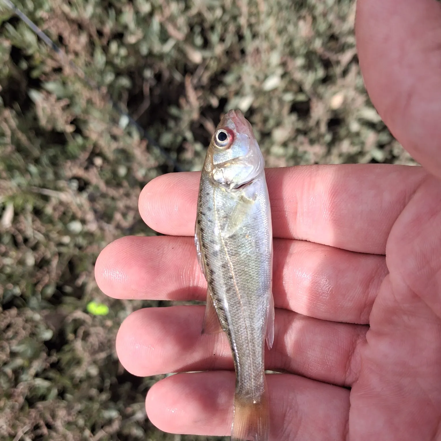 European seabass caught on Fishbrain