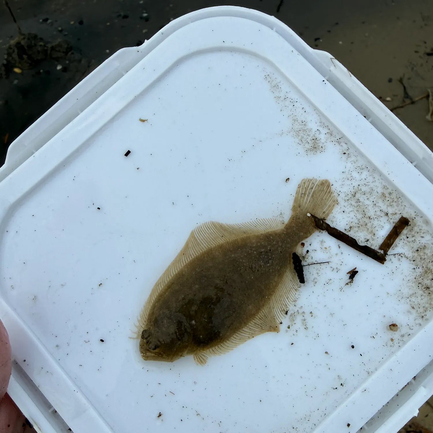 Summer flounder caught on Fishbrain