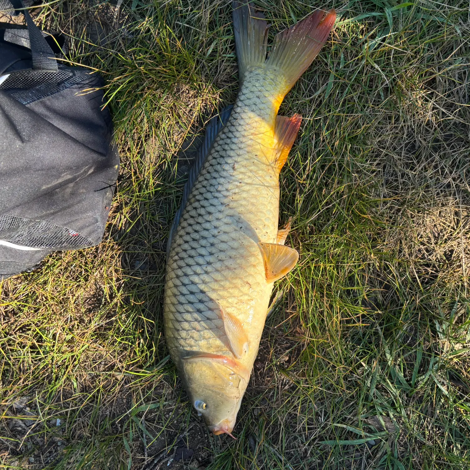 Common carp caught on Fishbrain