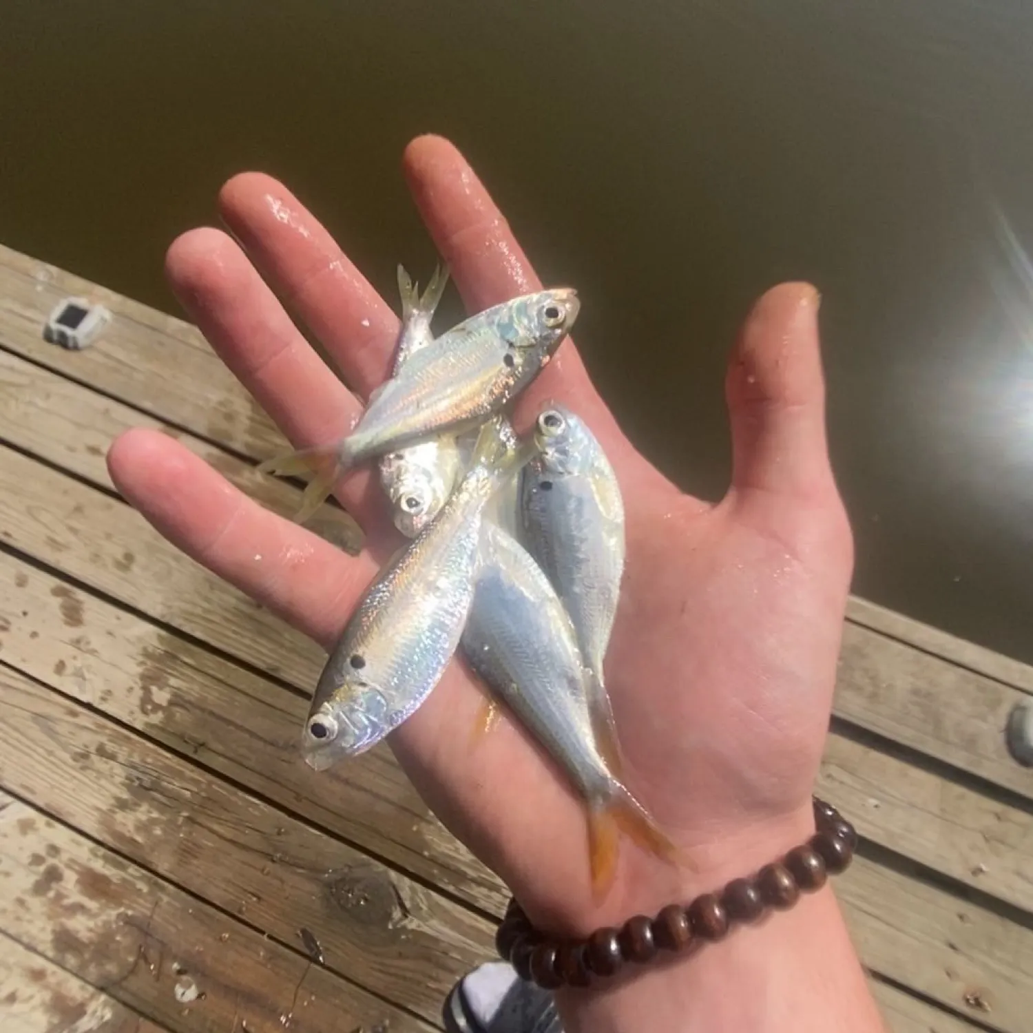 The most popular recent Dotted gizzard shad catch on Fishbrain