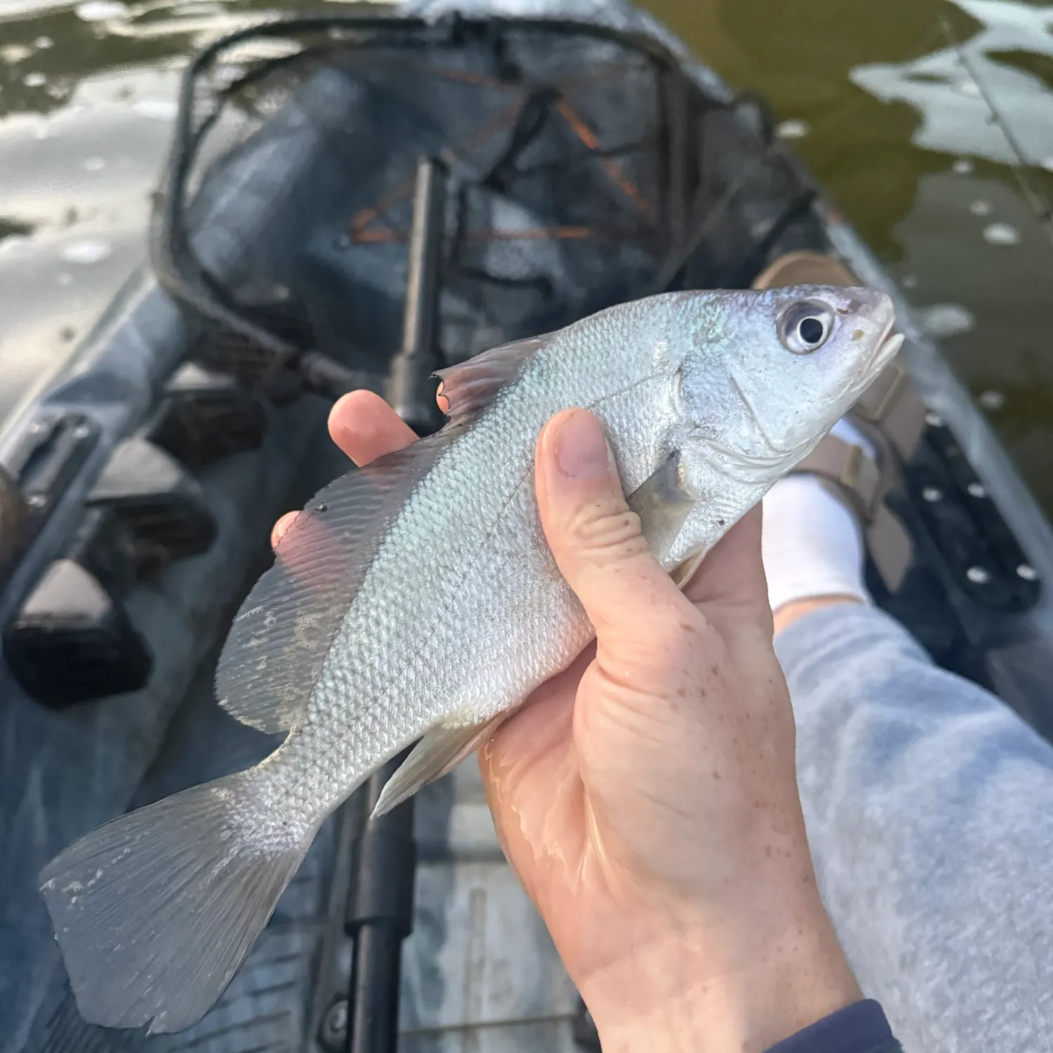 Freshwater drum caught on Fishbrain