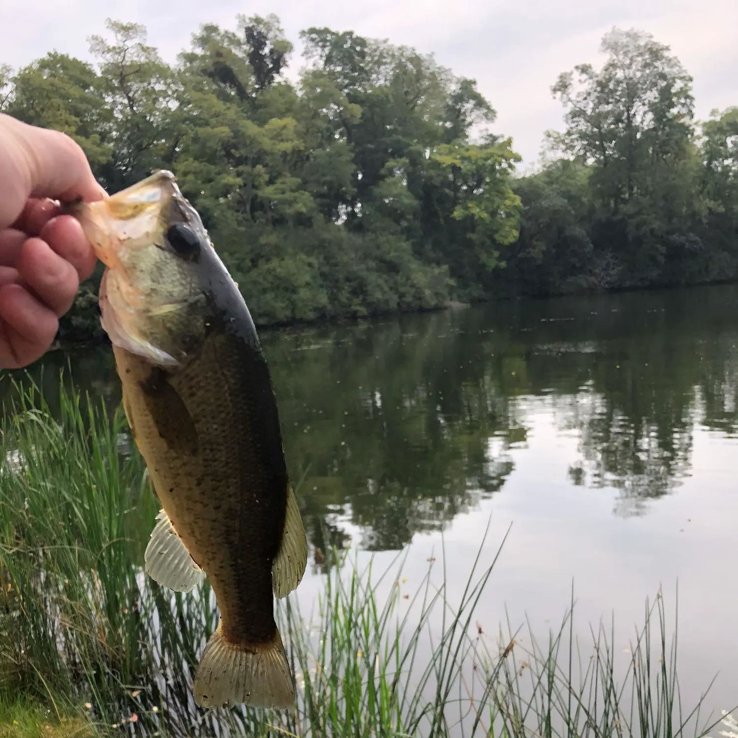Largemouth bass caught on Fishbrain