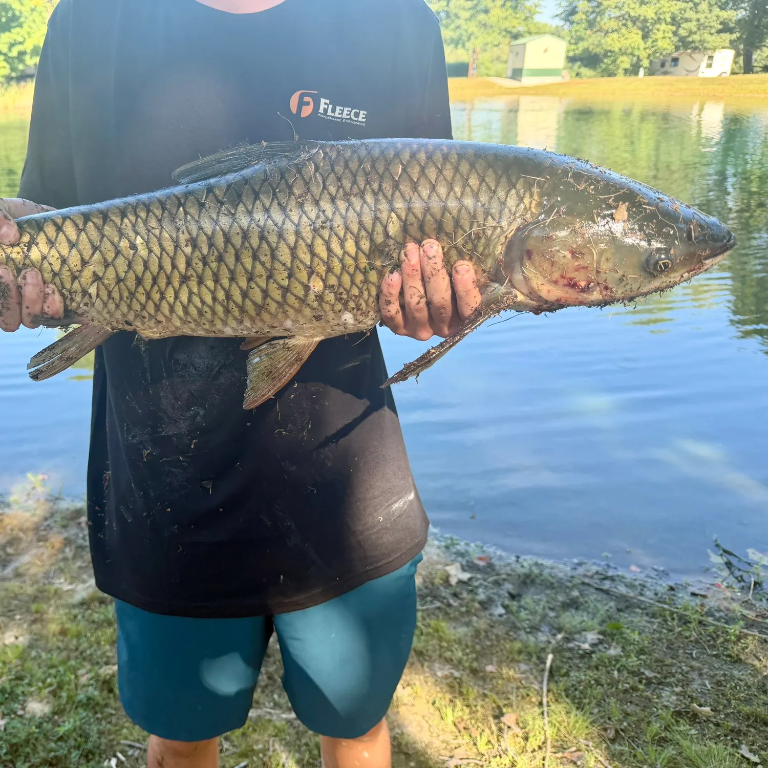 Grass carp caught on Fishbrain