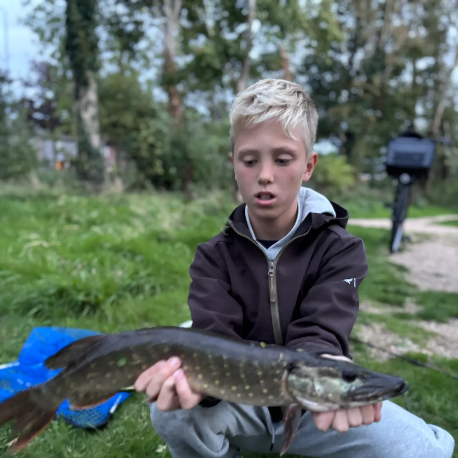 Northern pike caught on Fishbrain