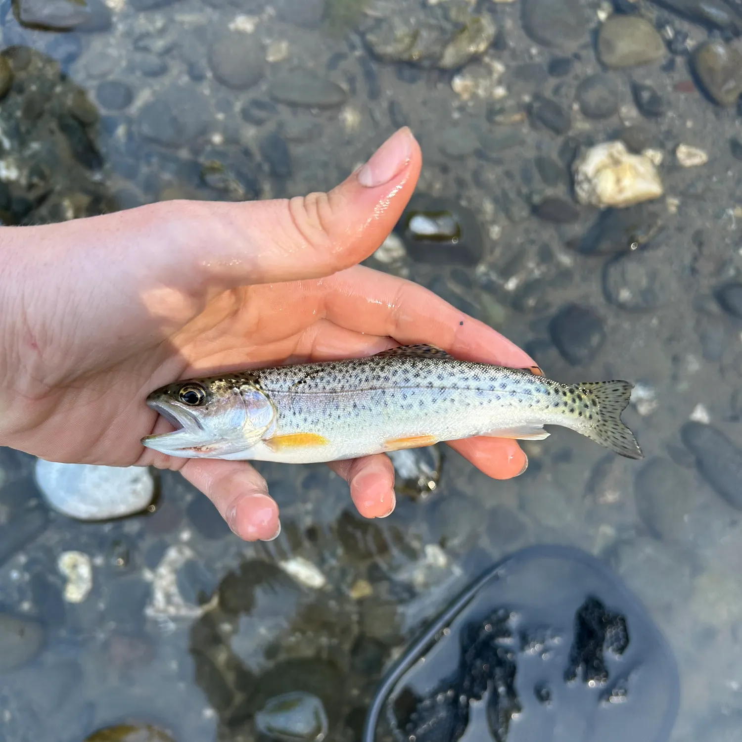 The most recent Coastal cutthroat trout catches on Fishbrain