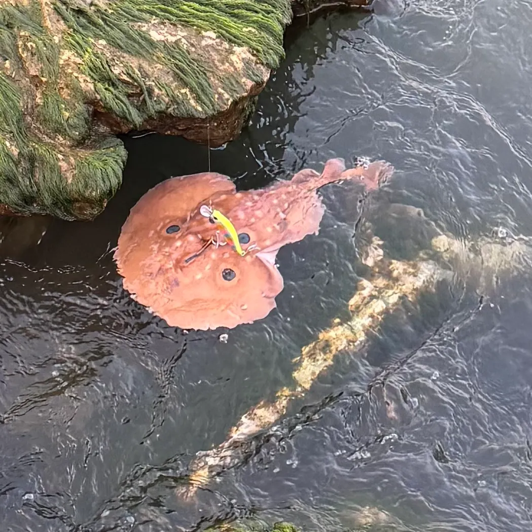 The most recent Variable torpedo ray catches on Fishbrain