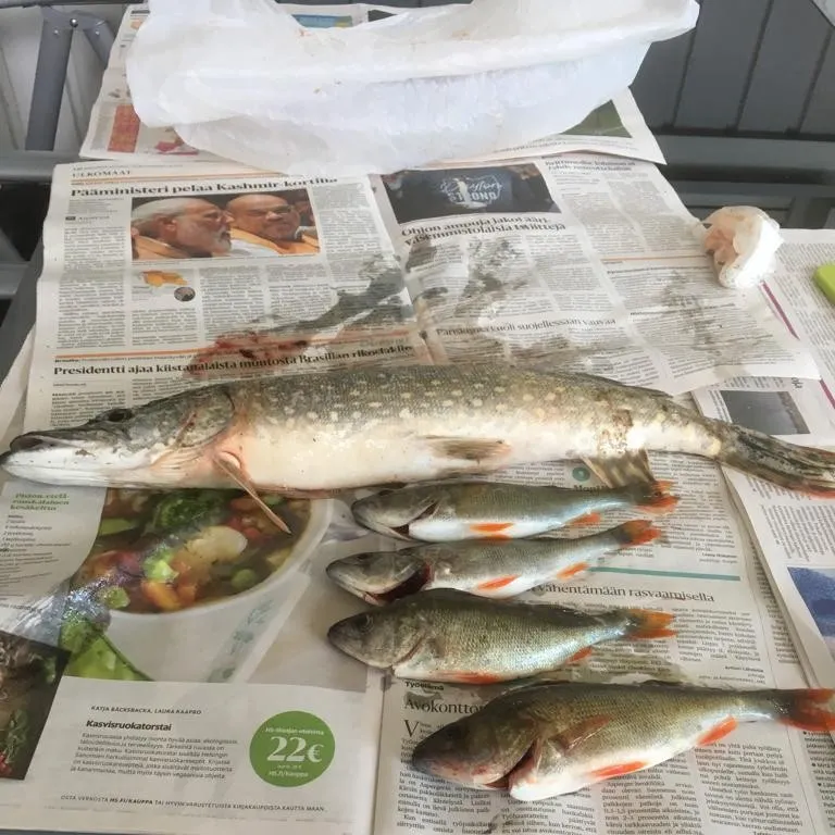 recently logged catches