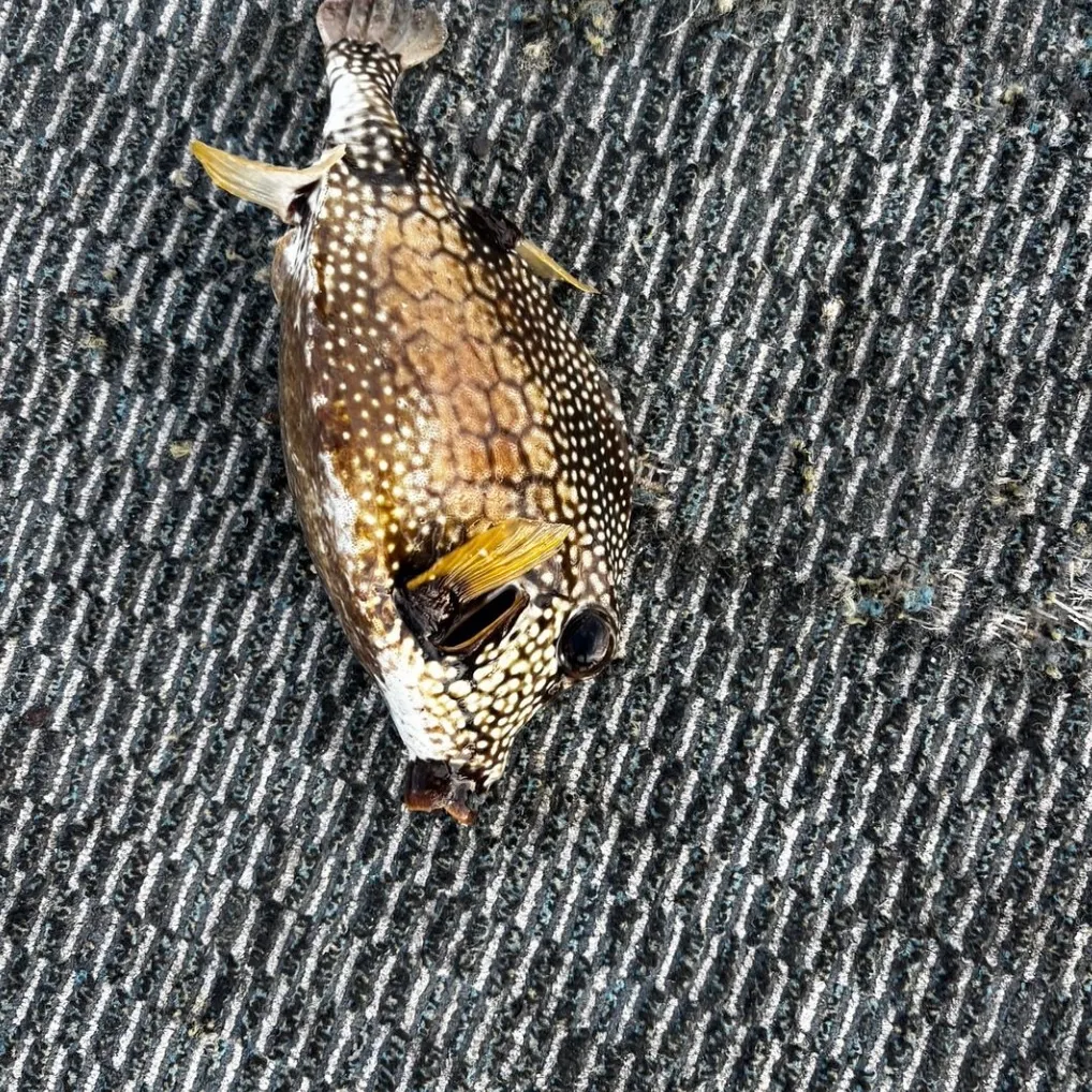 The most recent Southern puffer catches on Fishbrain