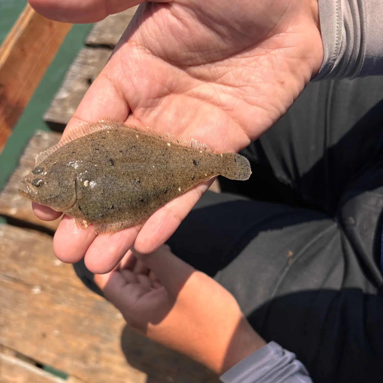 The most recent Pacific sanddab catches on Fishbrain
