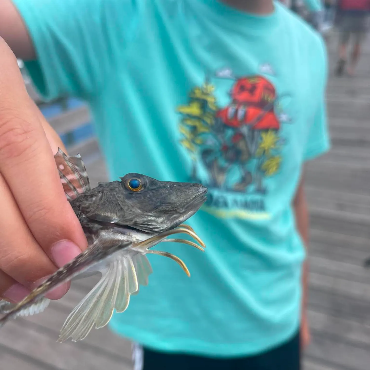 The most recent Northern searobin catches on Fishbrain