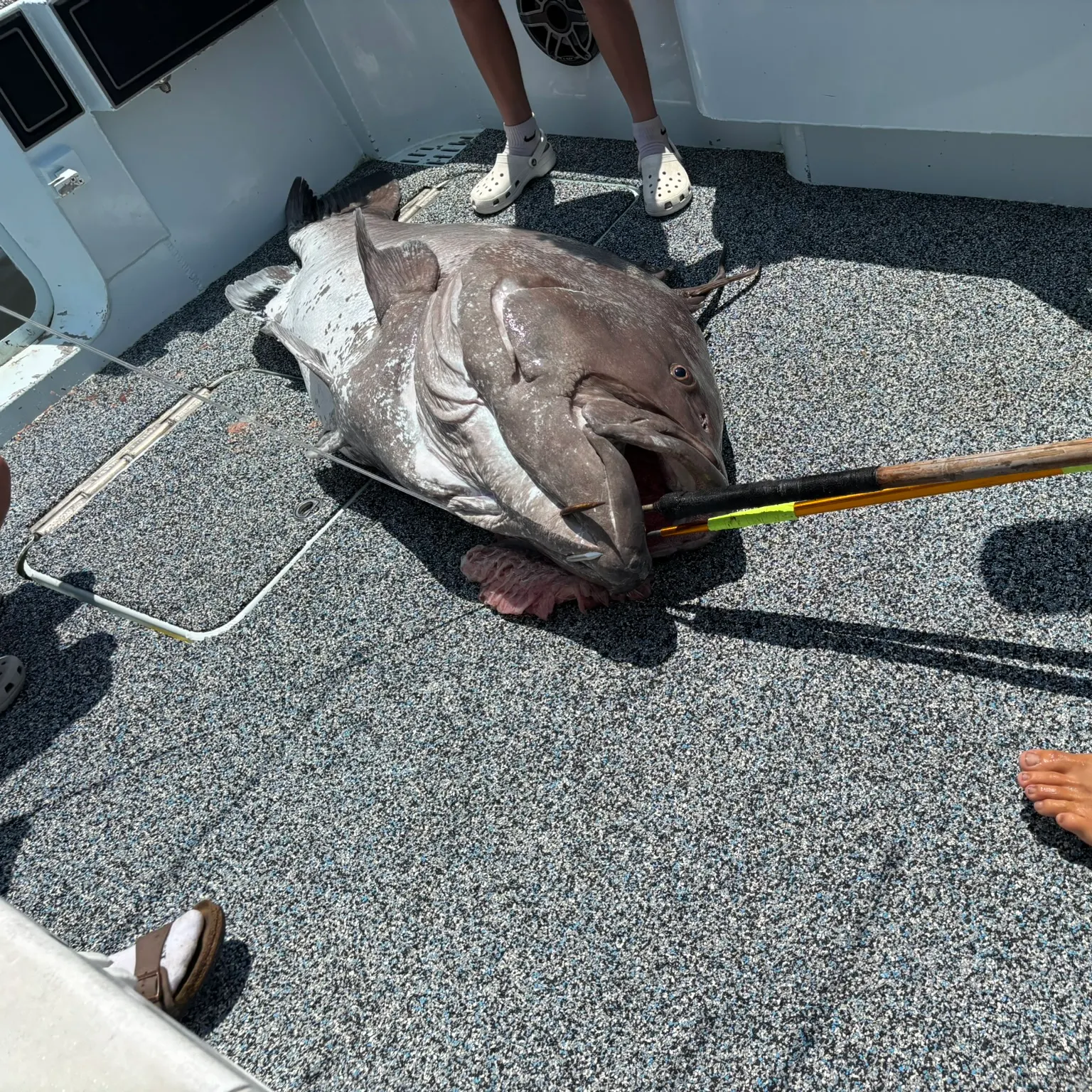 The most recent Warsaw grouper catches on Fishbrain