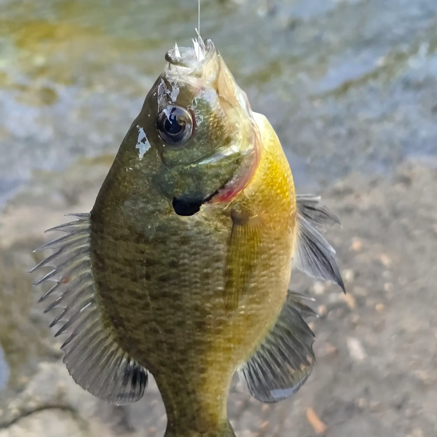 Bluegill caught on Fishbrain