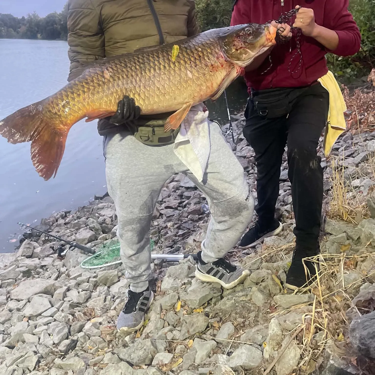 Common carp caught on Fishbrain