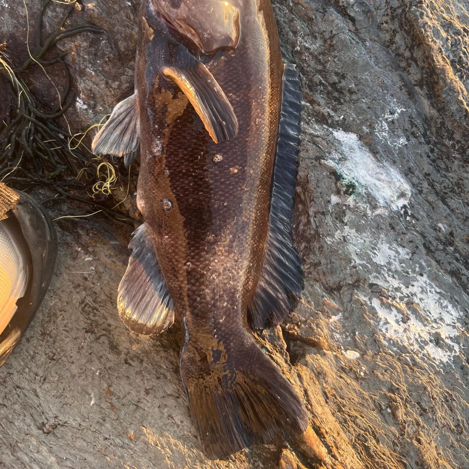 Tautog caught on Fishbrain