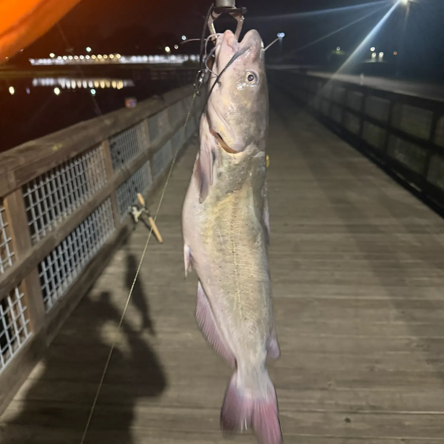 Channel catfish caught on Fishbrain