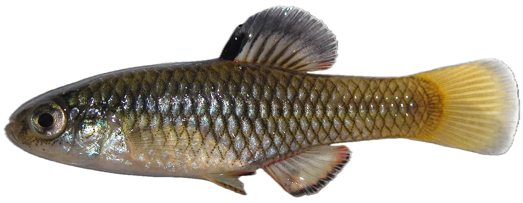 Rainwater killifish