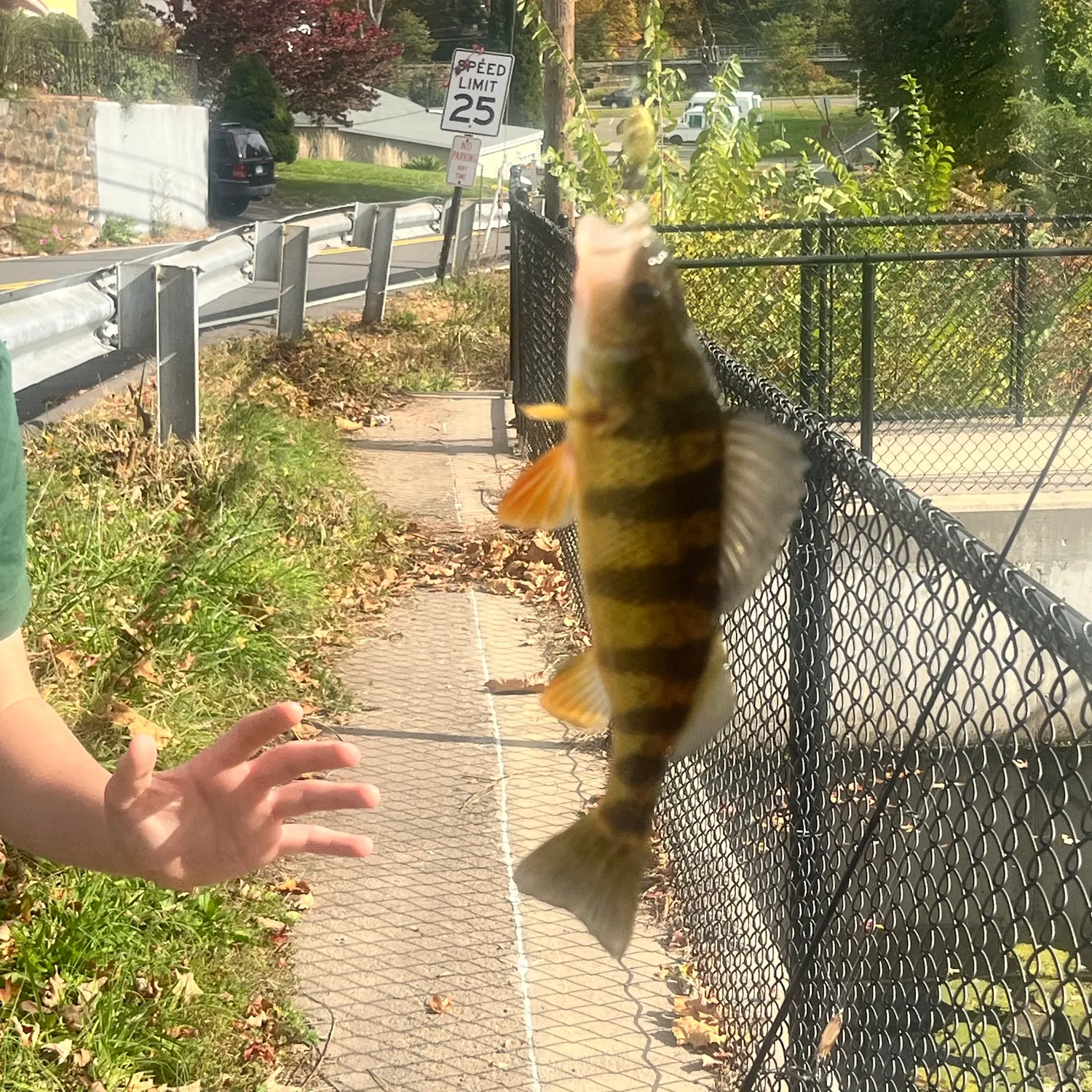 Yellow perch caught on Fishbrain