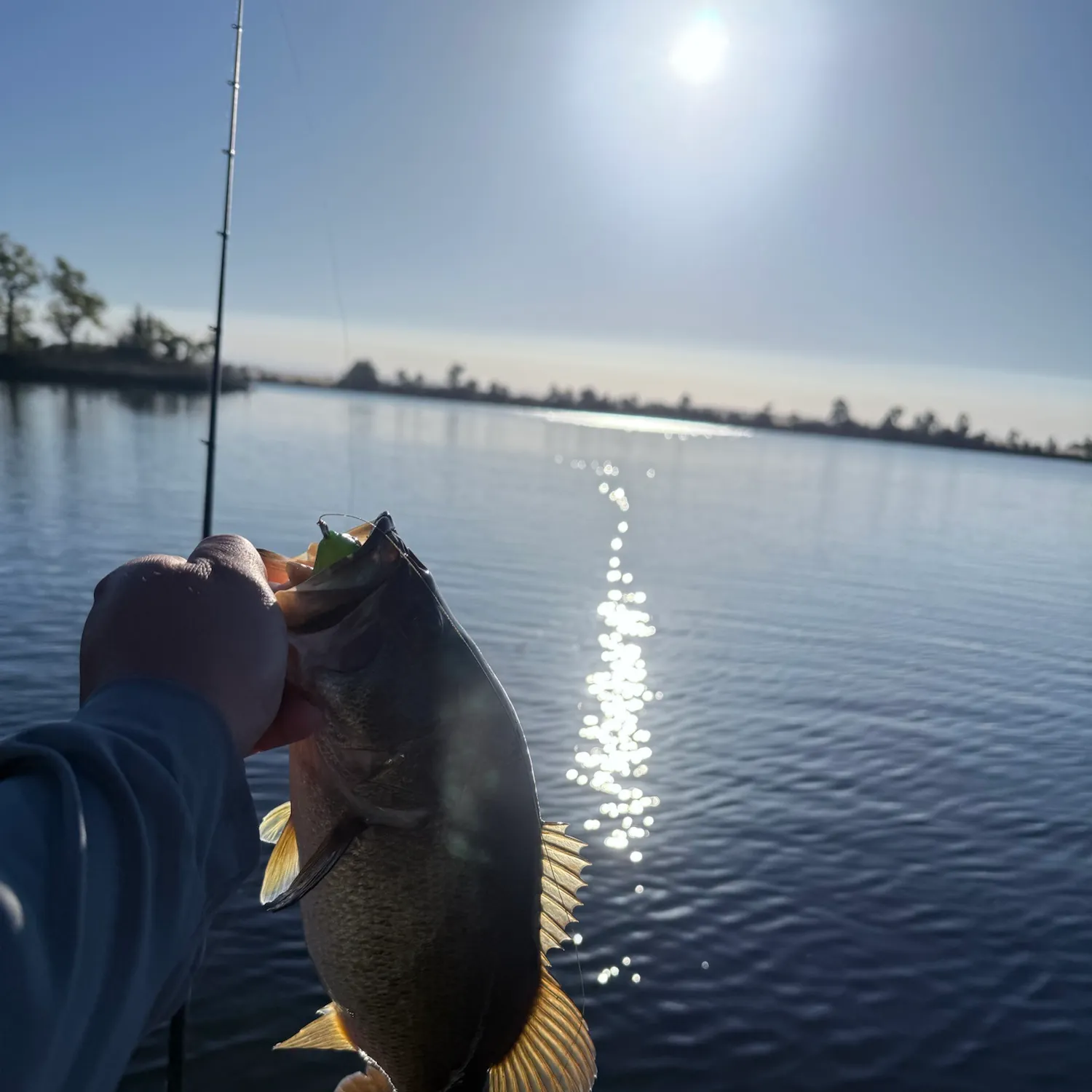 Largemouth bass caught on Fishbrain