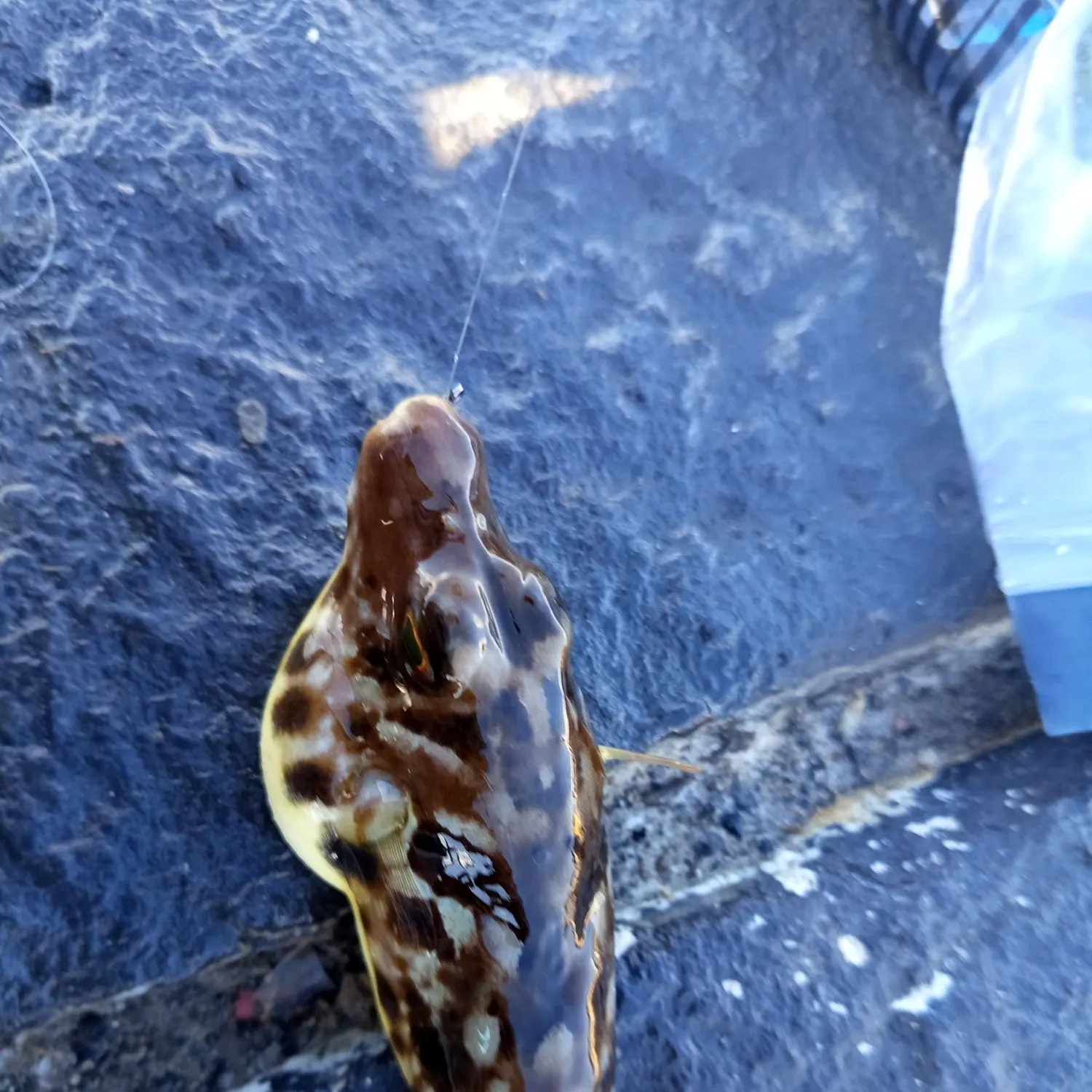 The most recent Prickly puffer catches on Fishbrain