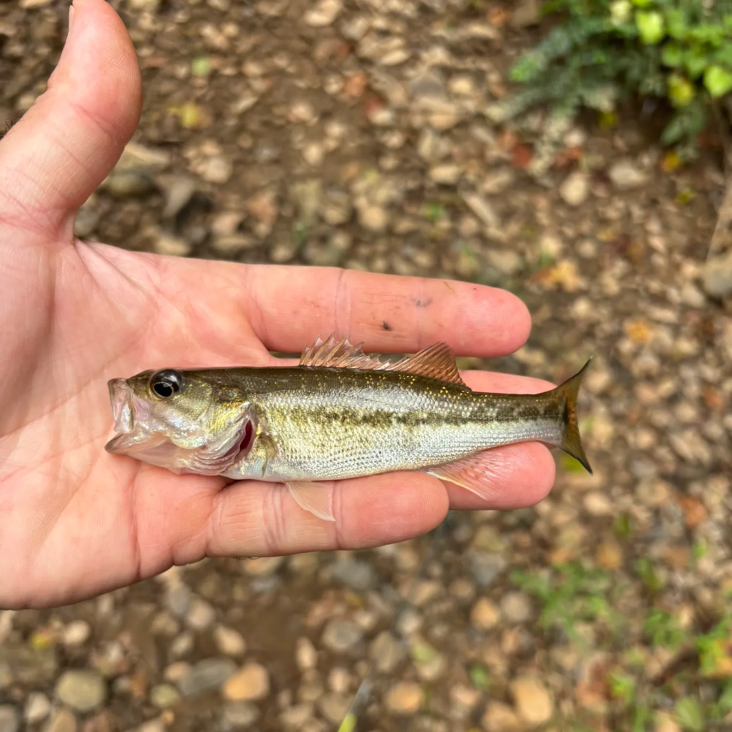 Spotted bass caught on Fishbrain