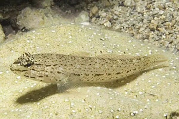 Bucchich's goby