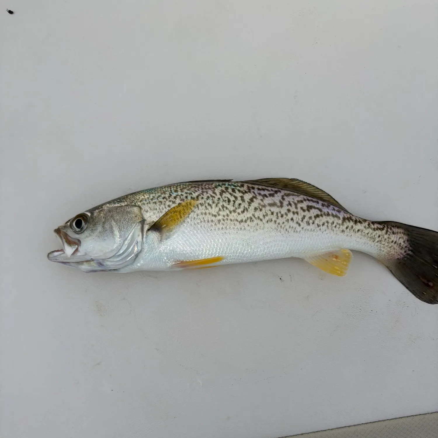 Gray weakfish caught on Fishbrain