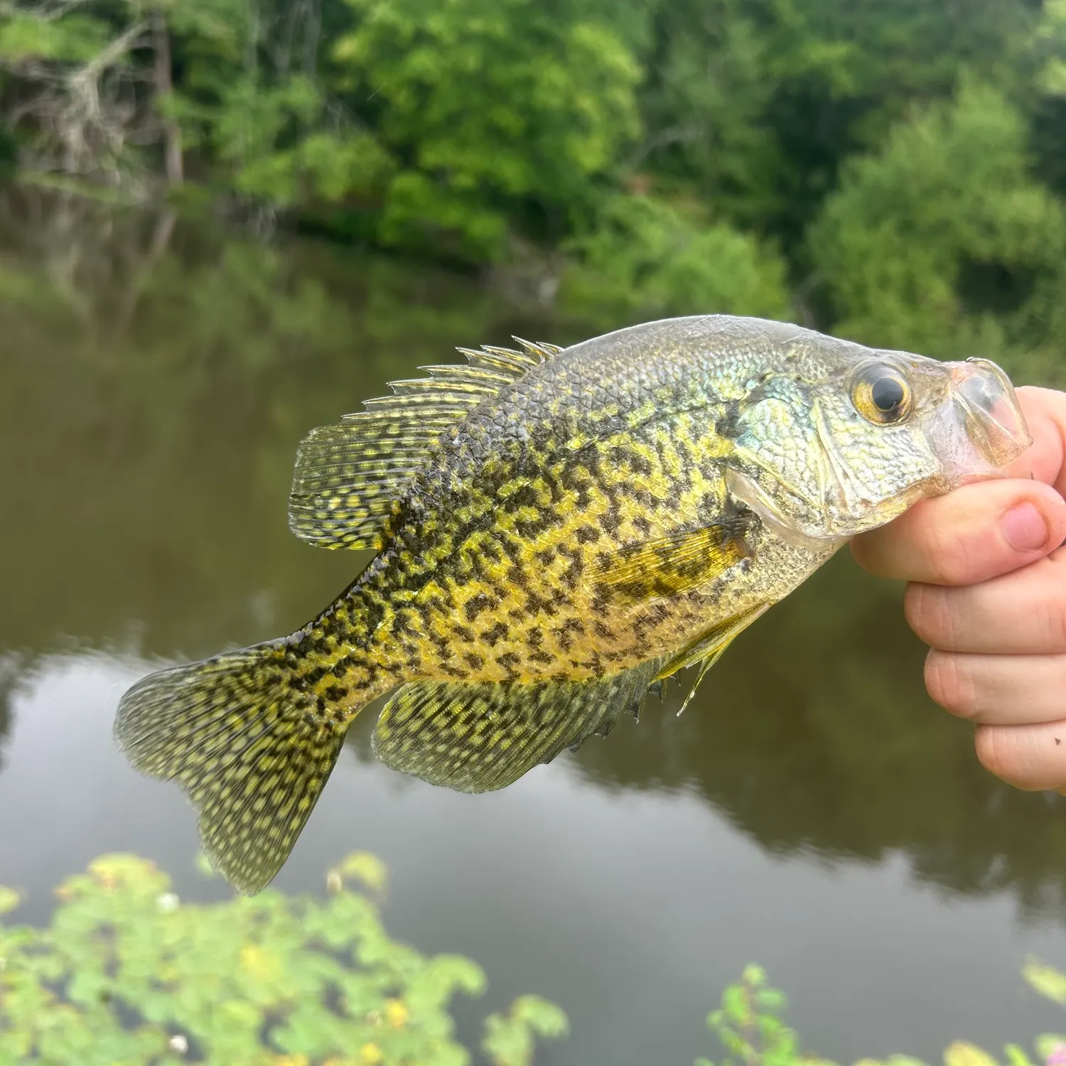 Black crappie caught on Fishbrain