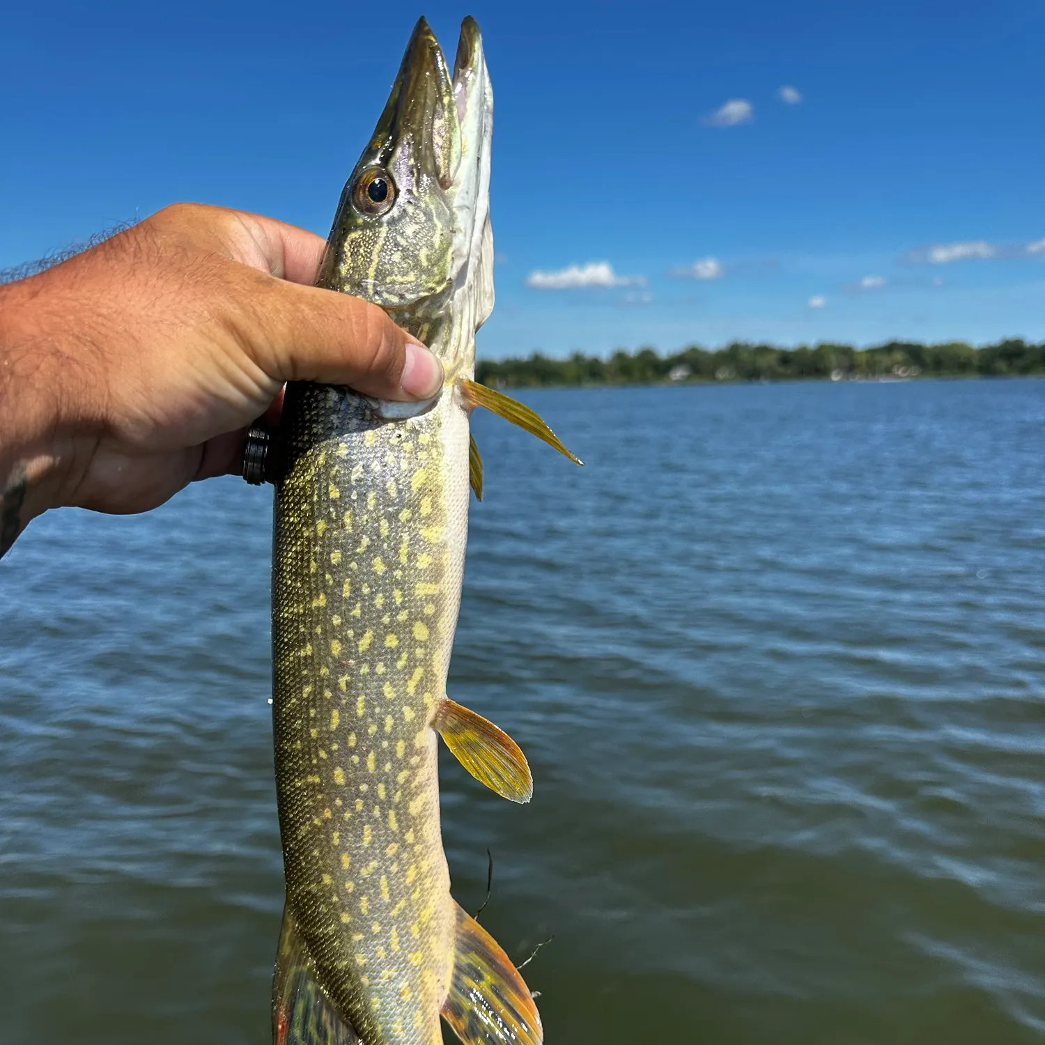 Northern pike caught on Fishbrain