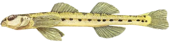Eastern sand darter
