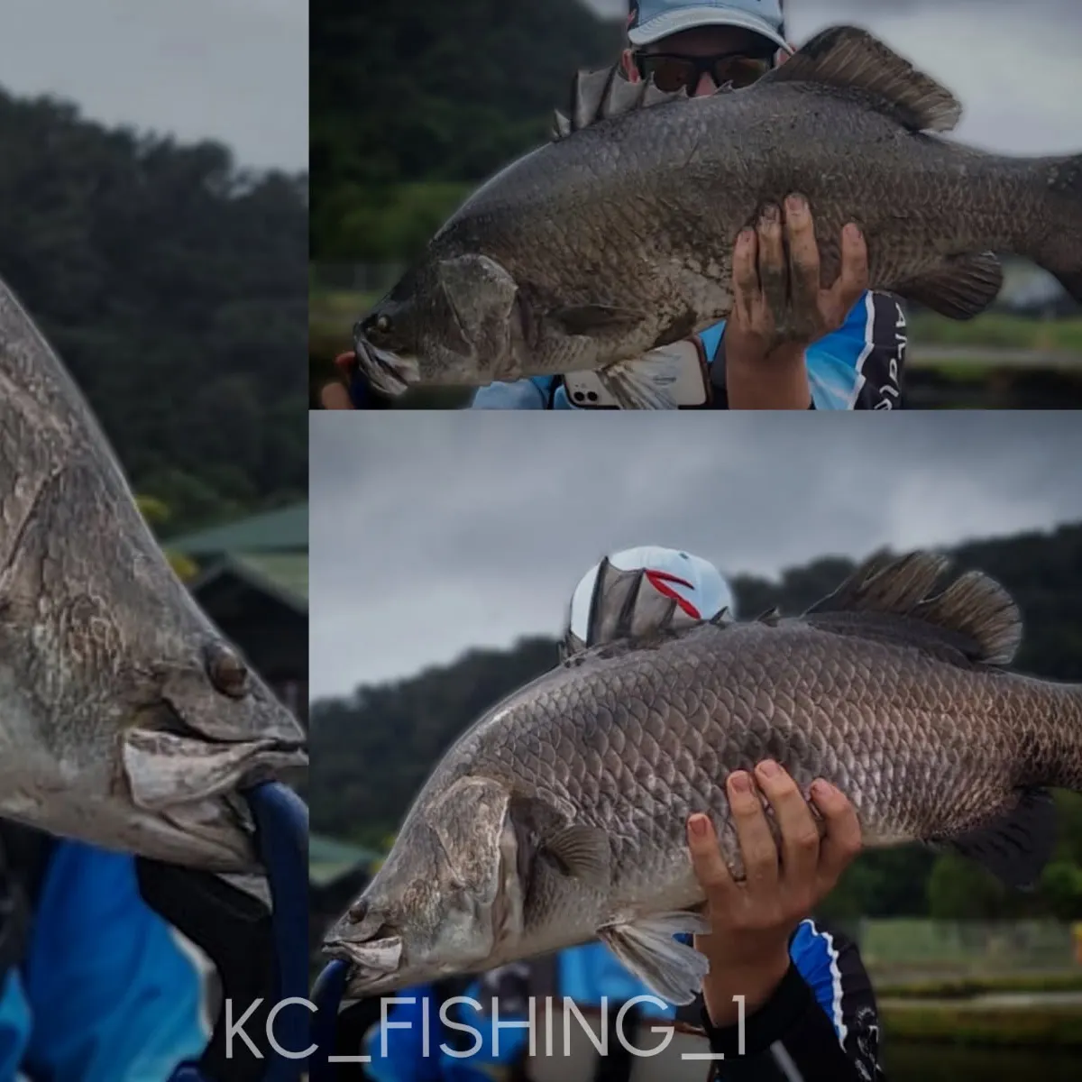 The most recent Barramundi catches on Fishbrain